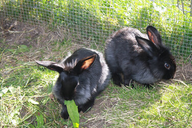kleine schwarze Kaninchen im Streichelzoo neben dem Spielplatz im frischen saftigen grünen Gras
