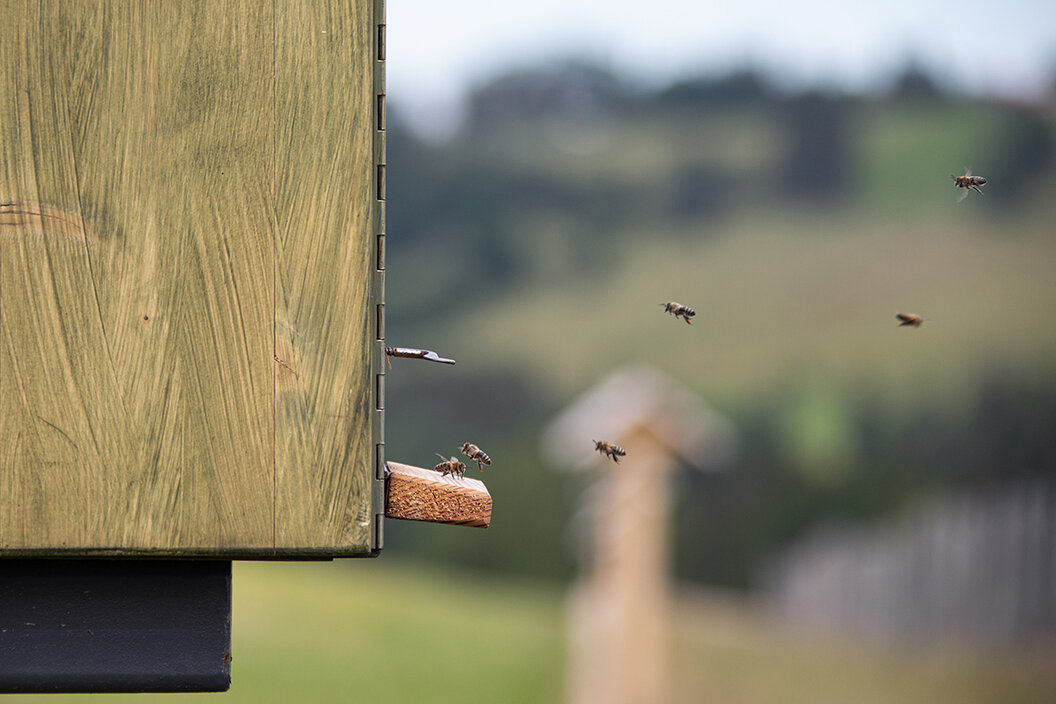 fliegende Bienen im Pfaffenwinkel in ihren Stock