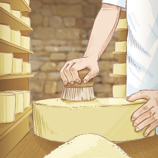 Illustration zum Schmieren eines Laib Käses bei der Käseherstellung