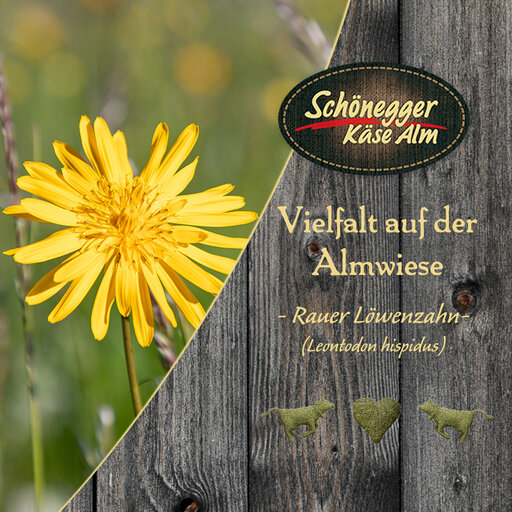 Artenvielfalt Blumen. Rauer Löwenzahn in der Natur. Blume mit Holz auf dem die Beschreibung steht.