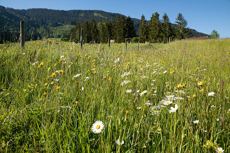 Wunderschöne saftige Wiese in einer schönen Landschaft mit Bergen im Hintergrund