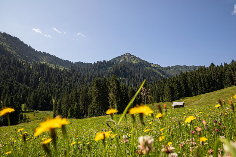 saftige grüne Almwiesen mit vielen Bergblumen und Bergkräutern und herrlichem Blick in wunderschöne Berglandschaft und einer schönen urigen Almhütte