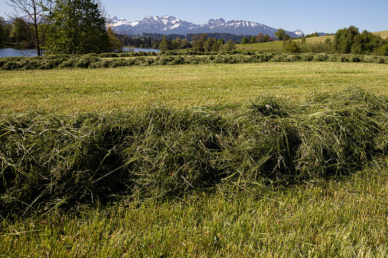 frisch gemähtes Gras in wunderschöner Berglandschaft im Hintergrund
