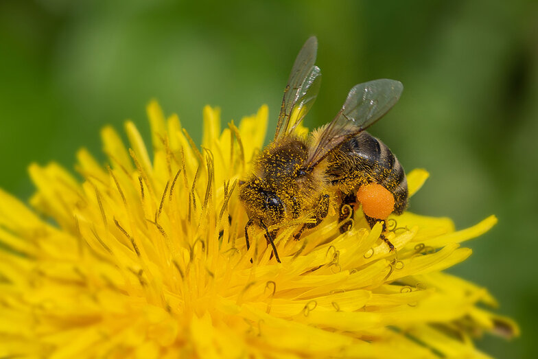 süße Biene auf einer Löwenzahnblüte