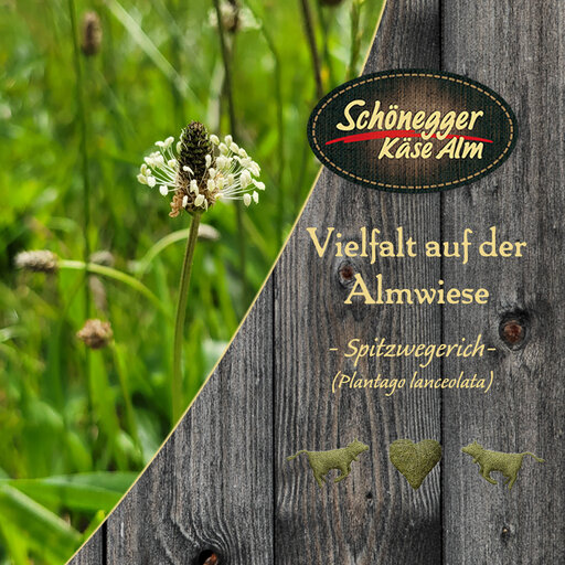 Artenvielfalt Blumen. Spitzwegerich in der Natur. Blume mit Holz auf dem die Beschreibung steht.