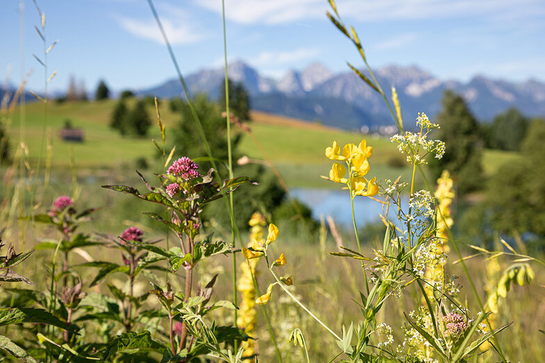 Bunte Blumenwiese mit schönen Bergen und einem See im Hintergrund