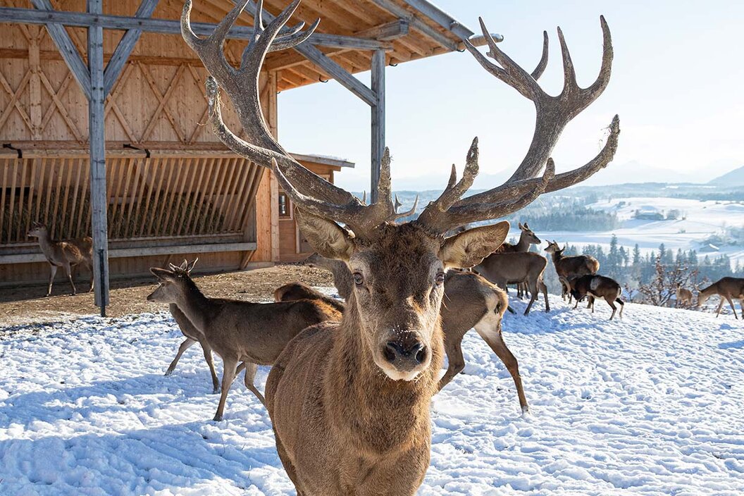 Rotwild im Winter bei der Wildfütterung im verschneiten Schönegg