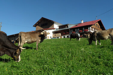 wunderschöner Bio Bergbauernhof mit saftiger Wiese vor dem Hof auf der glückliche Kühe grasen 