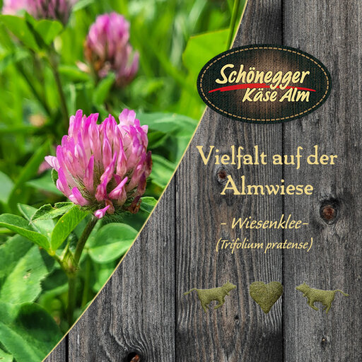 Artenvielfalt Blumen. Wiesenklee in der Natur. Blume mit Holz auf dem die Beschreibung steht.