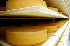 Käse der in einem großen Käsereifekeller auf Holzbrettern gereift und gelagert wird