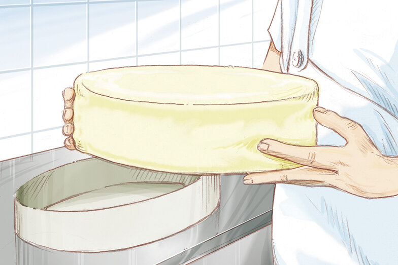 Bei der Käseherstellung wird die Käsemasse gepresst und die Konsistenz wird dadurch immer fester. Dadurch erhält der Käse seine typische Käseform