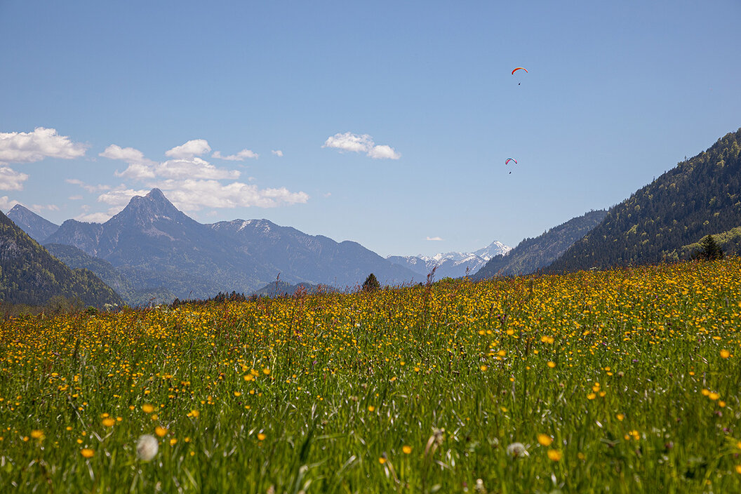 prachtvolle Blumenwiese in wunderschöner Berglandschaft mit strahlend blauem Himmel