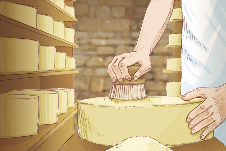 Bei der Käseherstellung wird der Käse im Reifekeller greift und mit einer Bürste und der Schmiere gepflegt