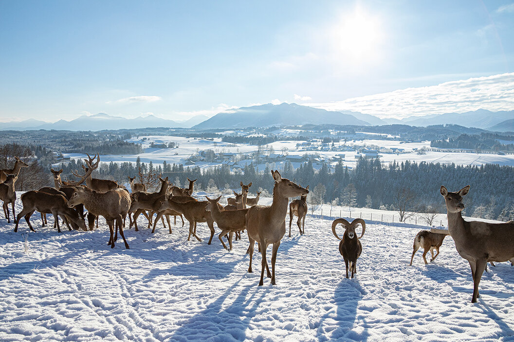 Muffelschafe und Rotwild bei der Wildfütterung in einem verschneiten Feld mit traumhaftem Blick in die Berge