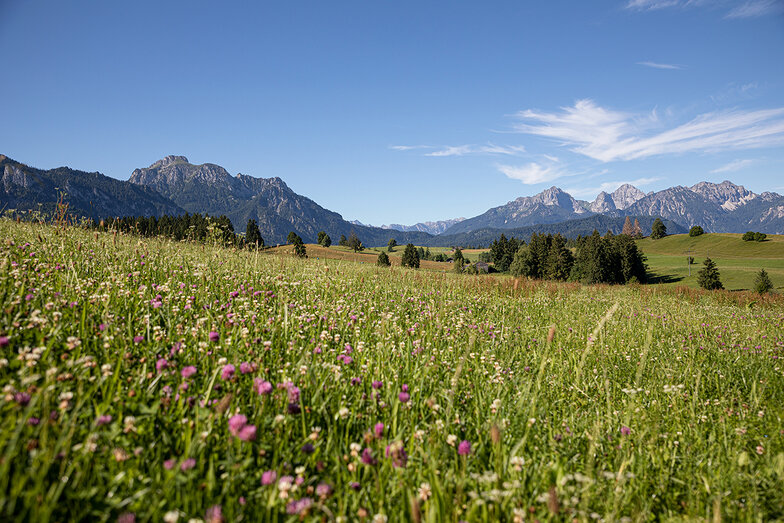 wunderschöne Wiese mit vielen verschiedenen Blumen und Bergkräutern mit herrlichem Blick in wunderschöne Berge und strahlend blauem Himmel