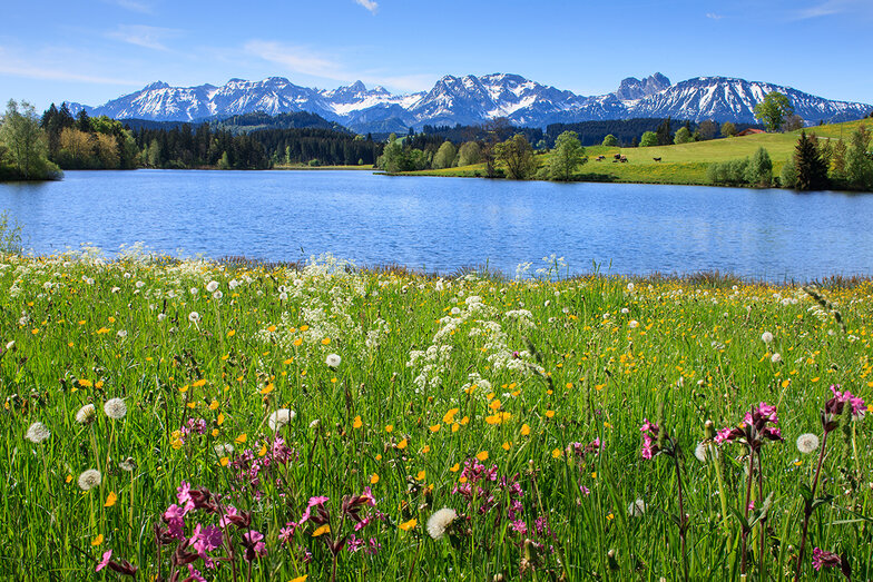 schöne Blumenwiesen Landschaftsbild mit Bergen und See im Hintergrund