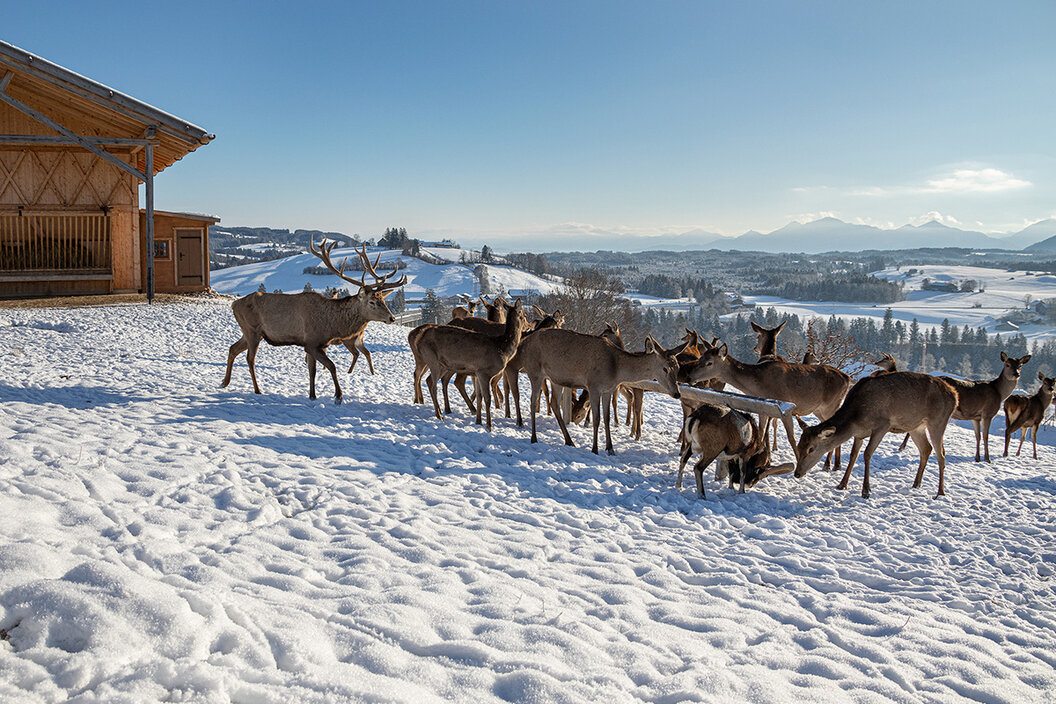 viele Rehe und Hirsche in einem verschneiten Gehege bei der Wildtierfütterung