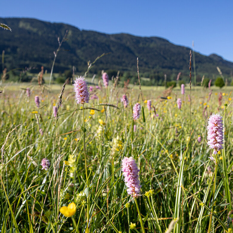 Bunte Blumenwiese mit schöner Berglandschaft im Hintergrund