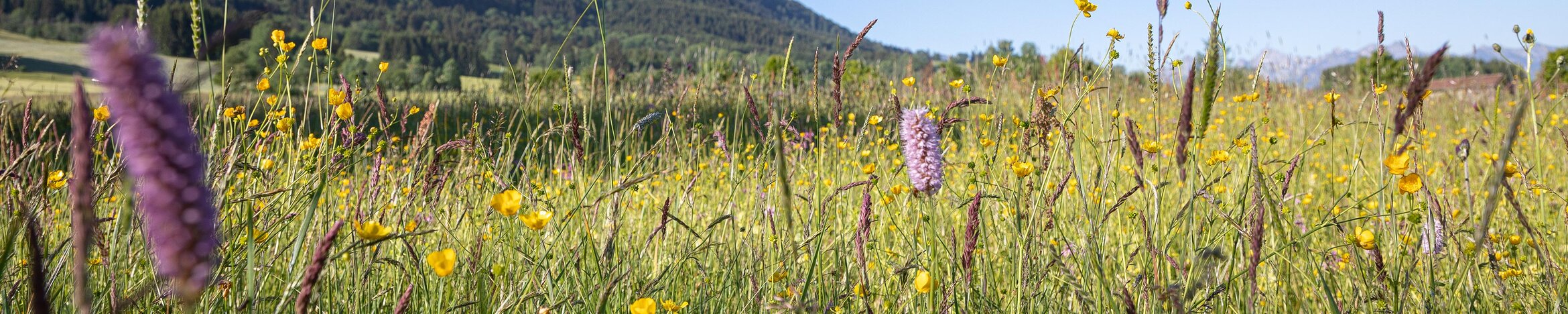 schöne bunte Blumenwiese in den Bergen