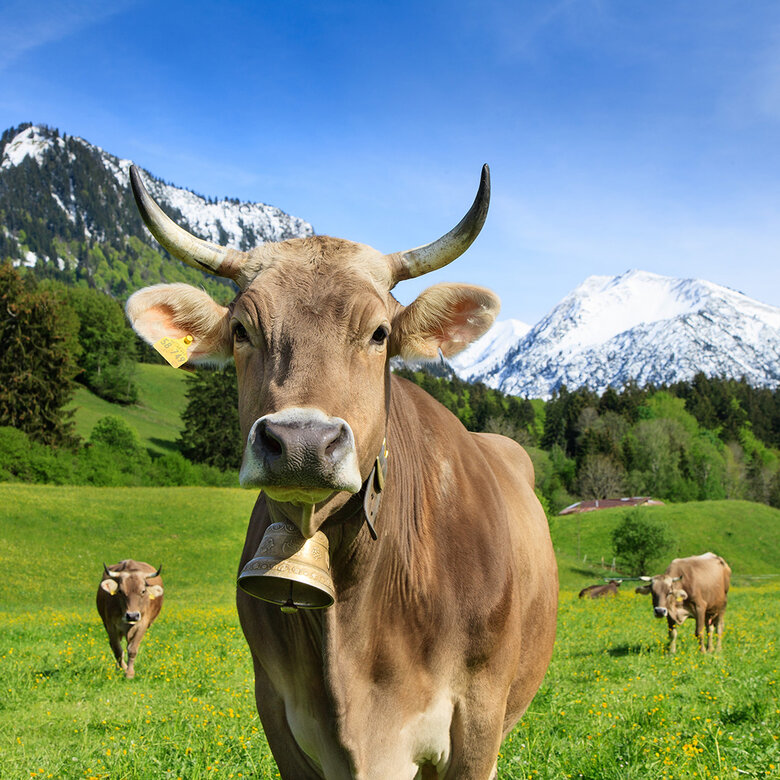 schöne Kuh mit großen Hörnern in wunderschöner Berglandschaft