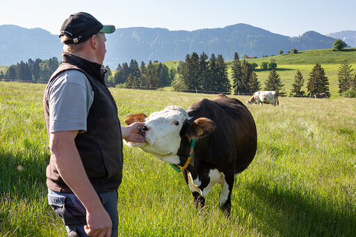 Bauer mit seiner schönen gefleckten Kuh auf der Weide im Hintergrund die Berg