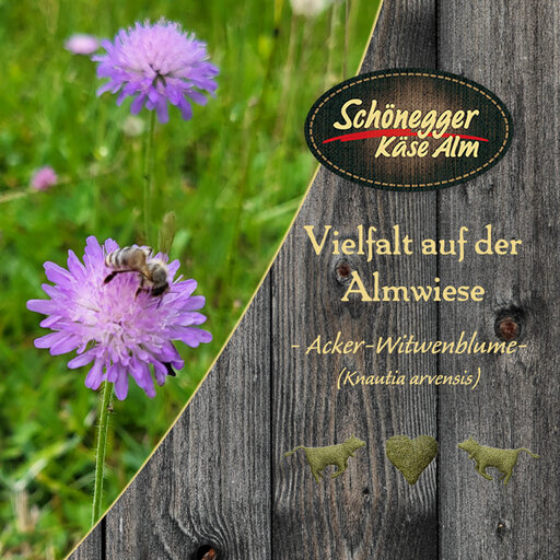 Artenvielfalt Blumen. Acker- Witwenblume in der Natur. Blume mit Holz auf dem die Beschreibung steht.