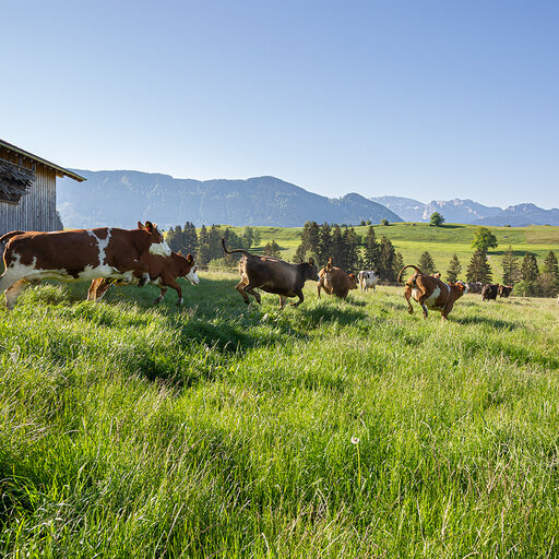 glückliche Kühe auf der Weide mit frischen Gräsern und Kräuter. Wunderschöner Blick in die Berge