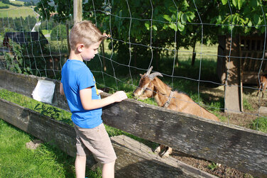 Kind beim Füttern einer braun gefleckten Ziege neben einem tollen Spielplatz