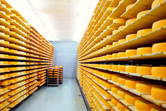 großes modernes Käsereifelager gefüllt mit über tausend Laib Käse die auf Holzbrettern reifen