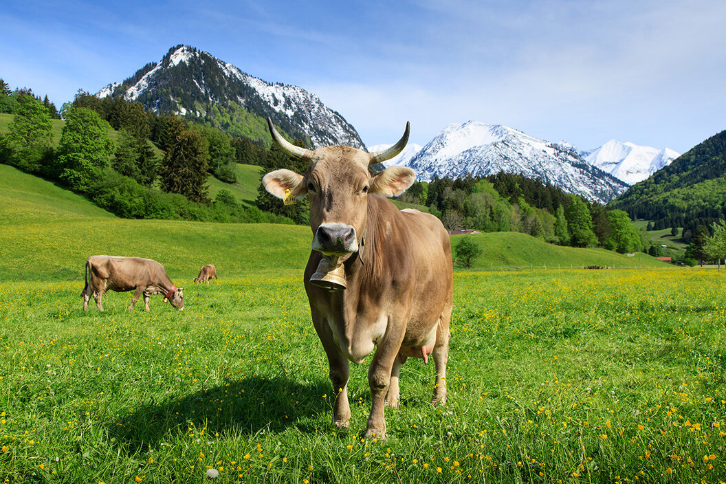 schönes Braunvieh mit großen spitzen Hörnern in prachtvoller Berglandschaft