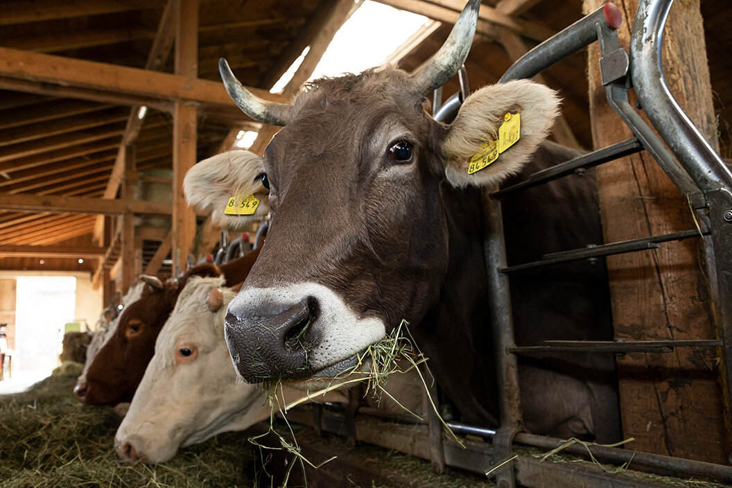 Braunvieh im urigen Stall beim Heufressen