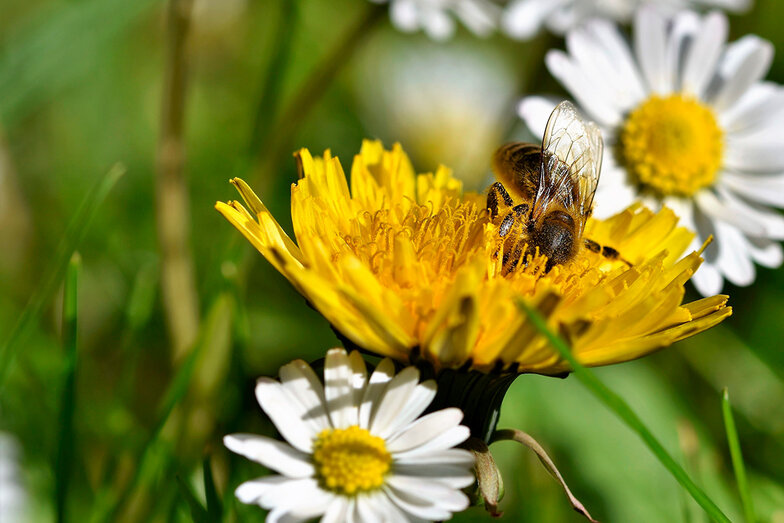 Biene auf einer Löwenzahnblüte