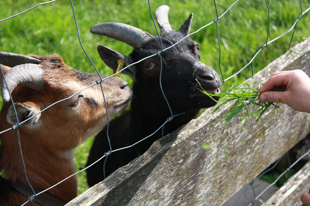 gefleckte und schwarze Ziege hinter einem Holzzaun in einer frischen saftigen grünen Wiese beim Füttern