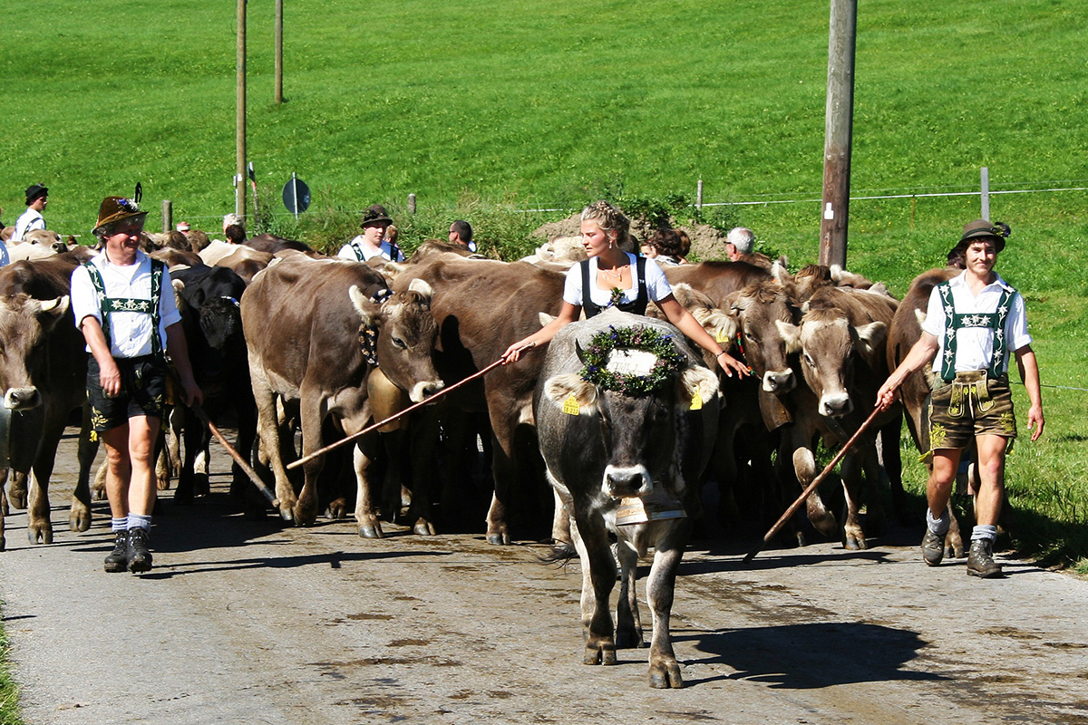 schön geschmückte junge Kühe mit großen Glocken um den Hals bei Almabtrieb