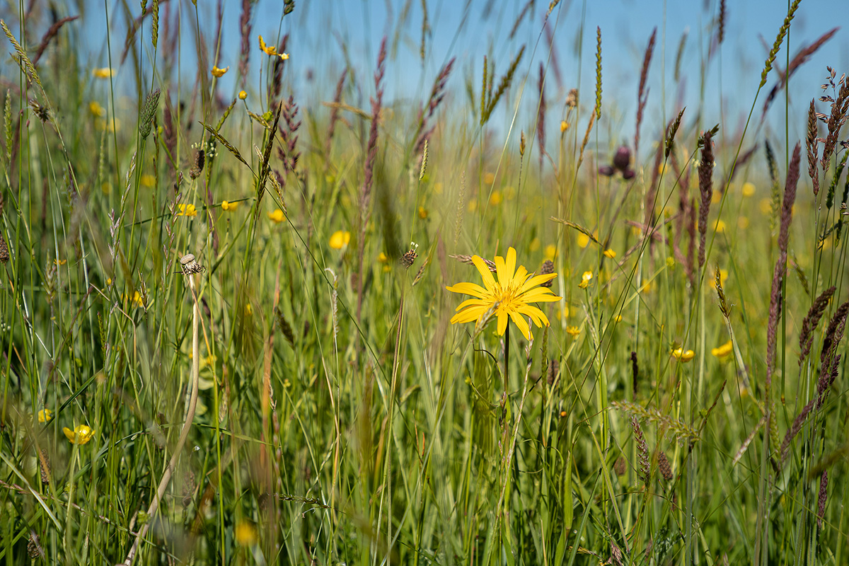 wunderschöne Blumenwiese mit vielen saftigen Gräser und Kräuter