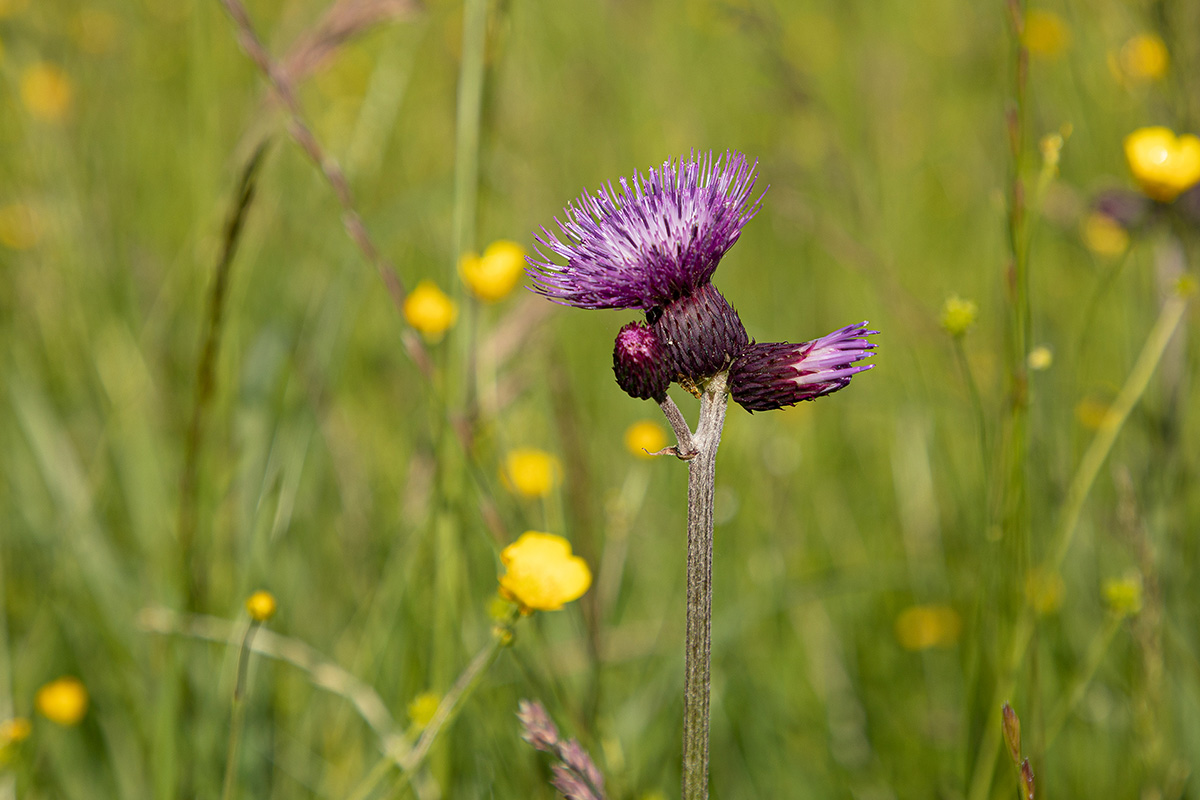 Bunte Blumenwiese und saftige Gräser und Kräuter