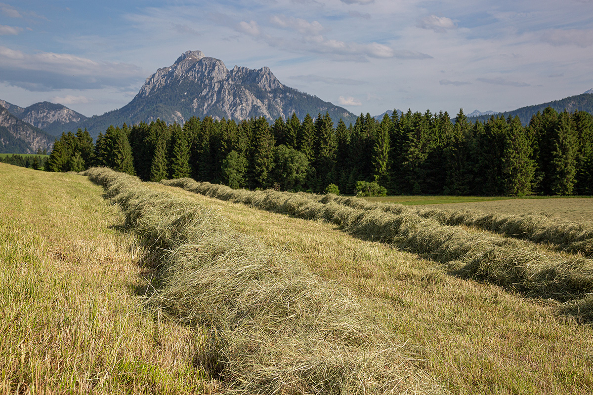 gemähtes Gras wird auf der Wiese zu Heu getrocknet und im Hintergrund ist eine schöne Berglandschaft zu genießen