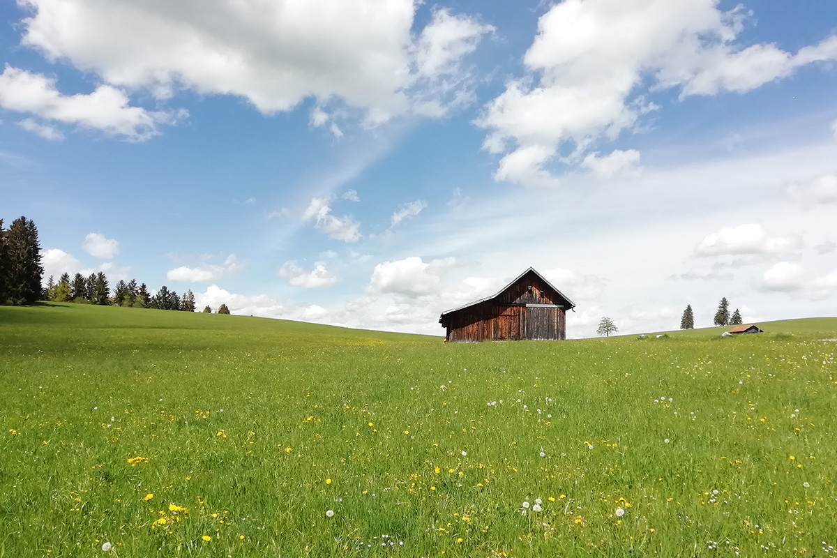 urige Berghütte umgeben von einer saftigen Wiese mit bunten Blumen