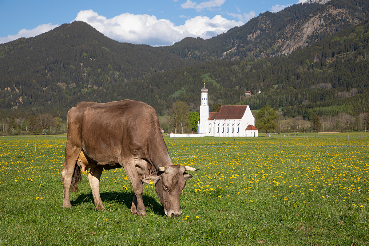 grasende Kuh auf einer bunten Wiese mit einer schönen Kirchen und prächtigen Bergen im Hintergrund