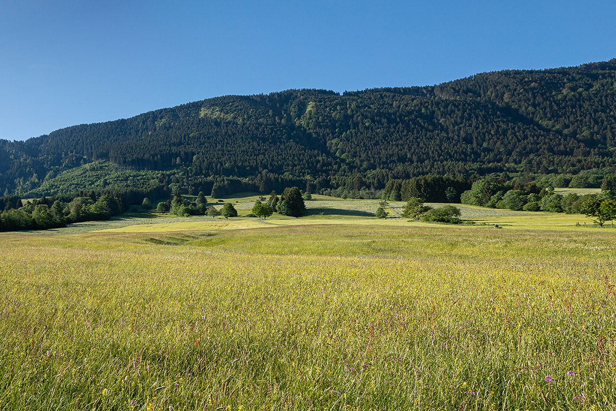 Bunte saftige Blumenwiese in prachtvoller Bergumgebung